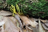 Clavulinopsis fusiformis image