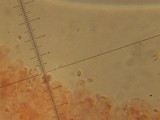 Cystolepiota seminuda image