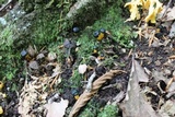 Leotia viscosa image
