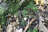 Leotia viscosa image