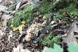 Leotia viscosa image