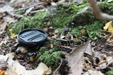 Leotia viscosa image