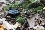Leotia viscosa image