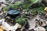Leotia viscosa image