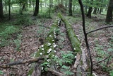 Trametes gibbosa image