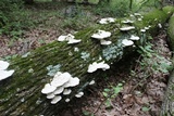 Trametes gibbosa image
