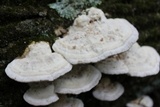 Trametes gibbosa image