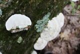 Trametes gibbosa image