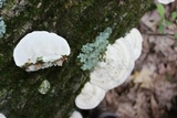 Trametes gibbosa image