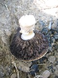 Agaricus subrufescens image