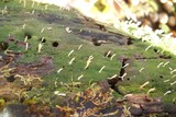 Multiclavula mucida image