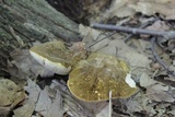 Xanthoconium affine image