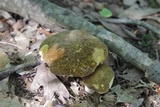Xanthoconium affine image