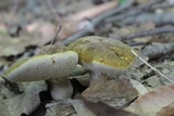 Xanthoconium affine image