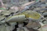 Xanthoconium affine image