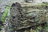Xylobolus subpileatus image