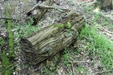 Xylobolus subpileatus image