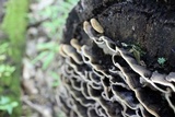 Xylobolus subpileatus image