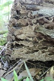 Xylobolus subpileatus image