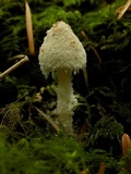 Cystolepiota petasiformis image