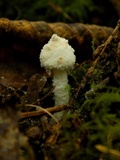 Cystolepiota petasiformis image