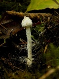 Cystolepiota petasiformis image