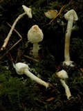 Cystolepiota petasiformis image