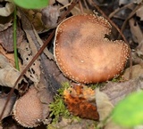 Armillaria gallica image