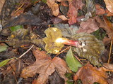 Boletus chrysenteron image