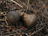 Lycoperdon umbrinum image