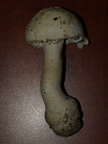 Amanita polypyramis image