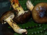 Hygrophorus boyeri image