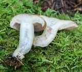 Lactarius vinaceorufescens image