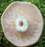 Lactarius vinaceorufescens image
