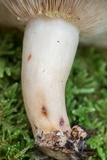 Lactarius vinaceorufescens image
