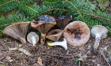 Gomphidius glutinosus image