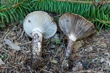 Gomphidius glutinosus image