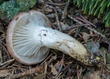 Gomphidius glutinosus image