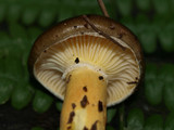 Hygrophorus boyeri image