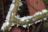 Hydnopolyporus fimbriatus image