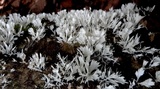 Hydnopolyporus fimbriatus image