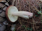 Russula xerampelina image