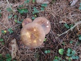 Russula xerampelina image
