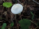 Tricholoma inamoenum image