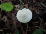 Tricholoma inamoenum image