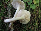 Tricholoma inamoenum image