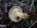 Paxillus involutus image