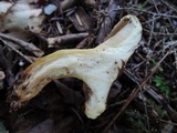 Paxillus involutus image
