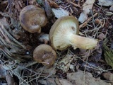 Paxillus involutus image