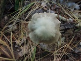 Entoloma rhodopolium image